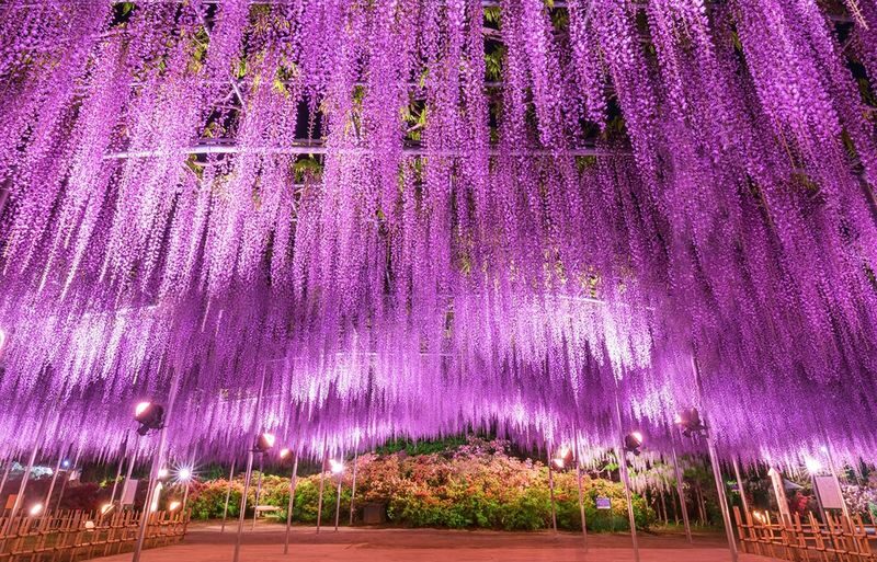 Spring Limited: Ashikaga Flower Park Night Wisteria & Hitachi Seaside Park Baby Blue Eyes & Kamisukisa Torii Archway Day Trip | Departure from Tokyo - At a glance