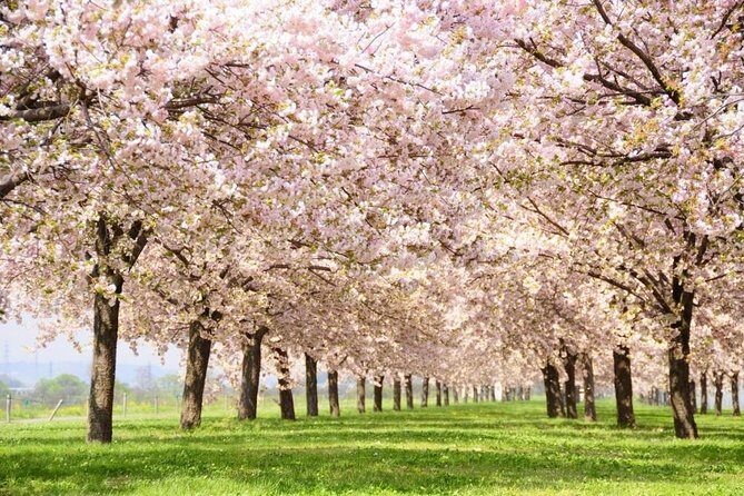 (Spring Only) 1-Day Snow Monkeys & Cherry Blossoms in Nagano Tour - Key Points