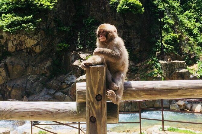 (Spring Only) 1-Day Snow Monkeys & Cherry Blossoms in Nagano Tour - FAQs