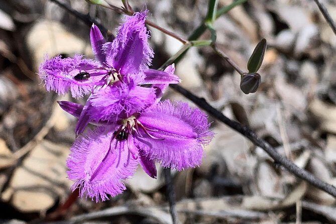 Spring Wildflower Private Day Tours - Who Should Book This Tour?
