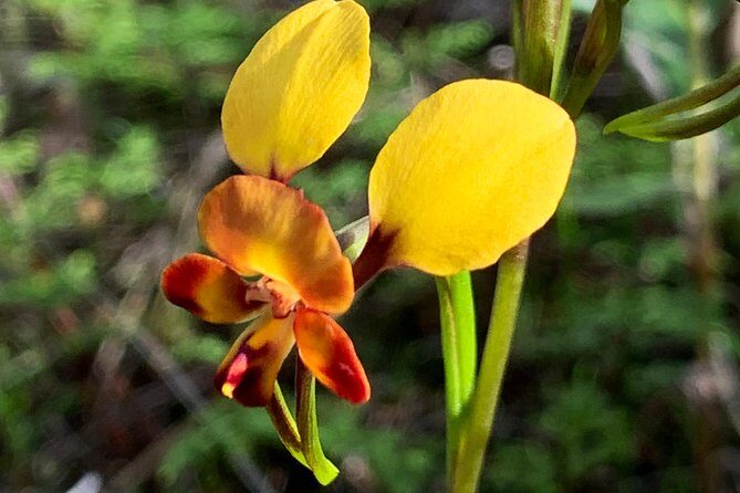 Spring Wildflower Private Day Tours - FAQ