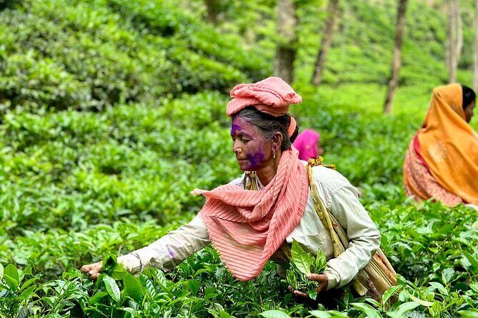 Sreemangal Tea Tour Experience Nature and Culture in a Local way - An In-Depth Look at the Sreemangal Tea Tour