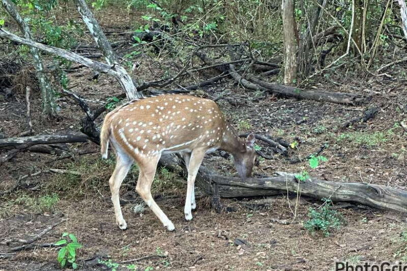 Sri Lanka 10-Day Cultural Triangle Tour+5 Star Accommodation - Final Thoughts