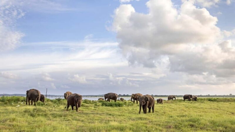 Sri Lanka 14-Day Journey: Culture, Nature & Adventure - Discover Sri Lanka in 14 Days: A Journey Through Culture, Nature, and Adventure