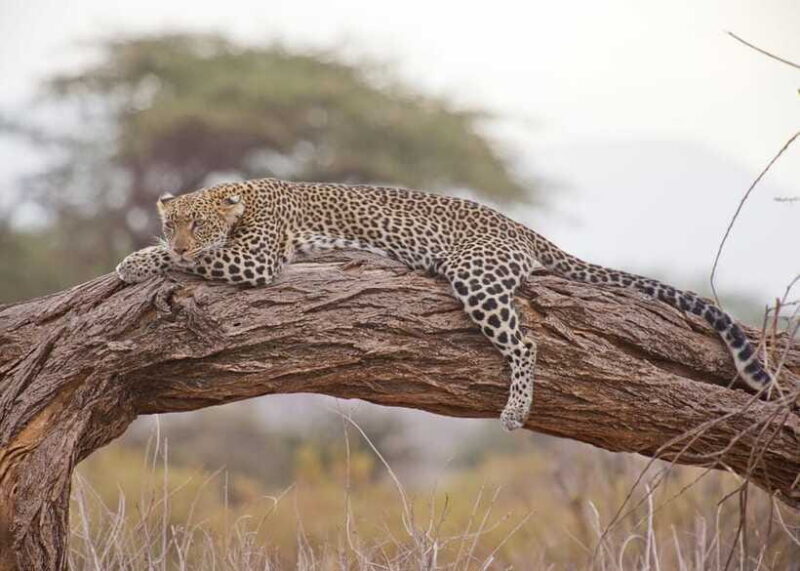 Sri Lanka 2-Day National Parks Trip, Hotel, Transport, Guide - Key Points