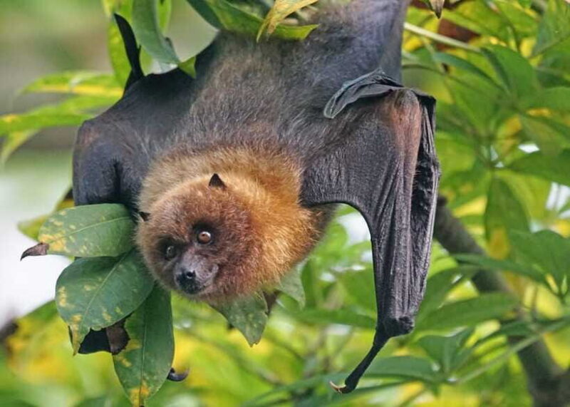 Sri Lanka 2-Day National Parks Trip, Hotel, Transport, Guide - FAQ