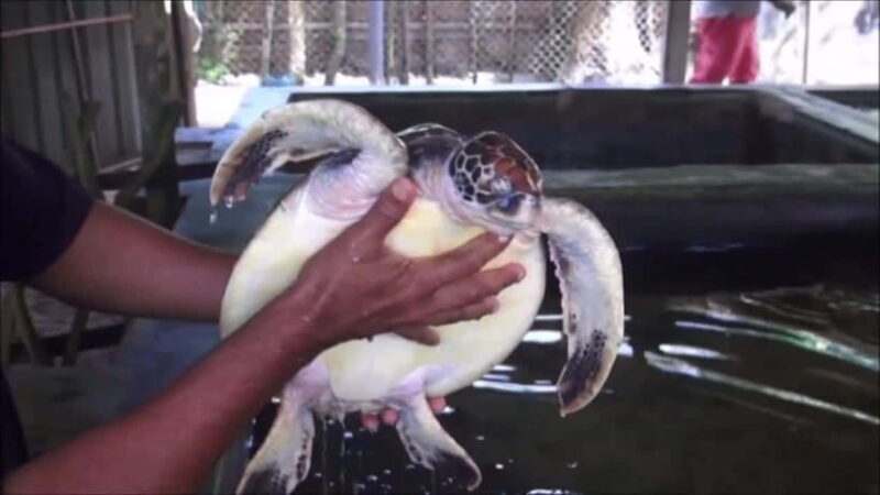 "Sri Lanka 2-Day Tour: Explore Hikkaduwa, Galle & Yala" - Discovering Sri Lanka in Two Days: Hikkaduwa, Galle & Yala