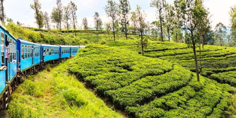 Sri Lanka: 2-Day wildlife tour; rainforest and National park - Discover Sri Lanka’s Wildlife and Scenic Hill Country in Just Two Days