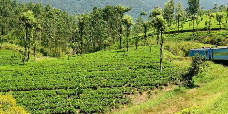 Sri Lanka: 2-Day wildlife tour; rainforest and National park - Key Points