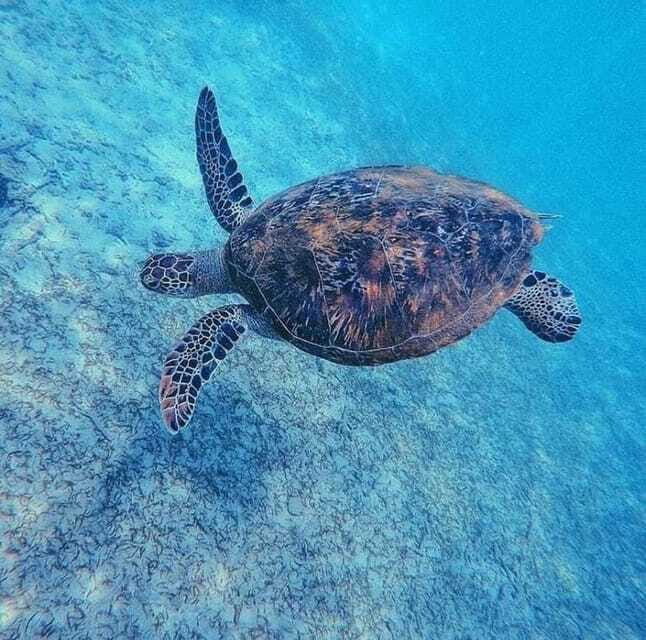 Sri Lanka: 3-Day 2night South Coast Tour with Whale Watching - The Sum Up