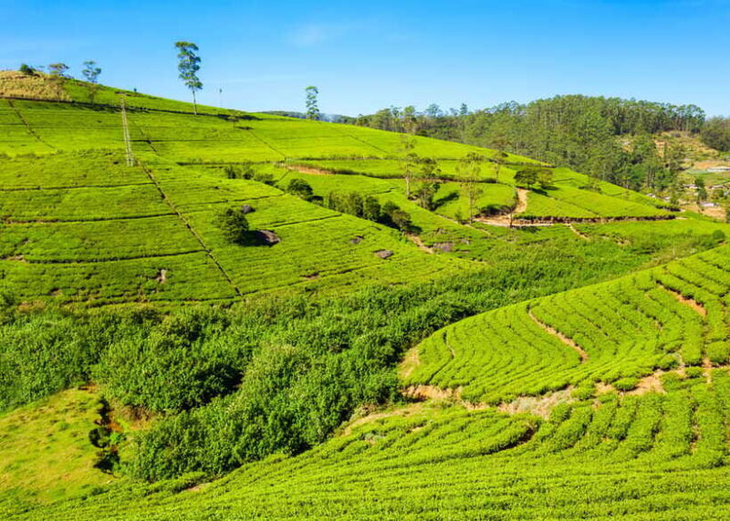 Sri Lanka 3-day Private Tour: Kandy, Nuwara Eliya, Ella - Who Will Love This Tour?