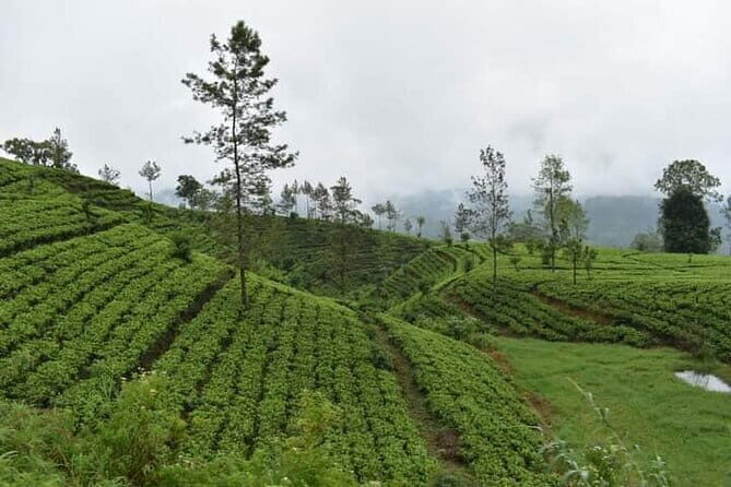 Sri Lanka 4 Day Private Tour - FAQ