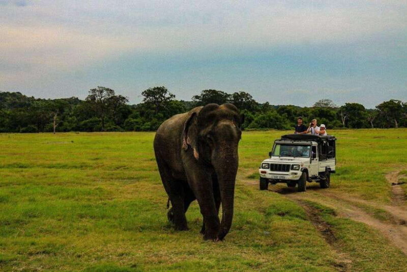 Sri Lanka: 4N5Day guided FULL TOUR with hotel accommodations - A Detailed Look at the Tour