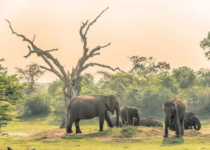 Sri Lanka 5-Day Private Country Side Tour Car, Hotels, Food - Who Is This Tour Perfect For?