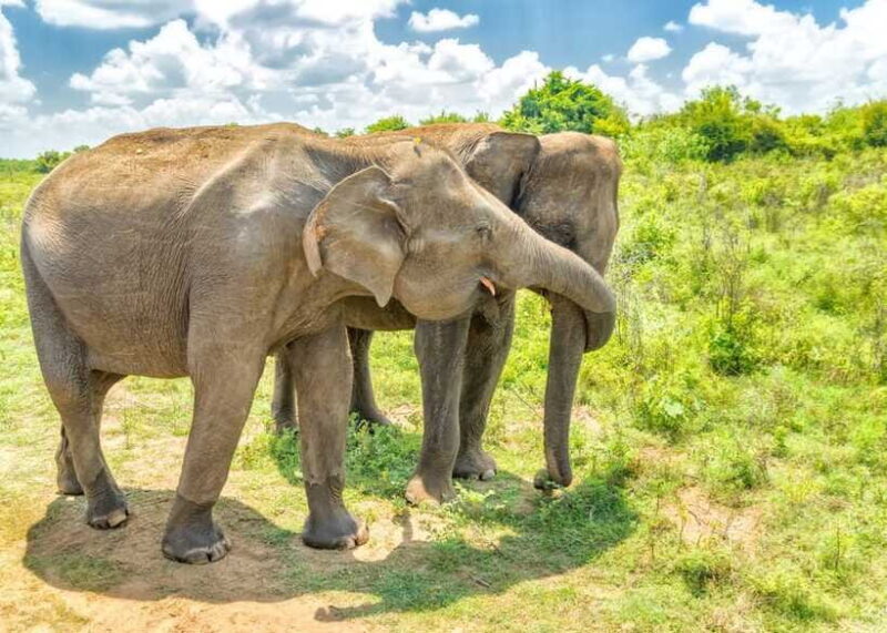 Sri Lanka: 5-Day Tour with Hill Country, Cultural Triangle - Frequently Asked Questions