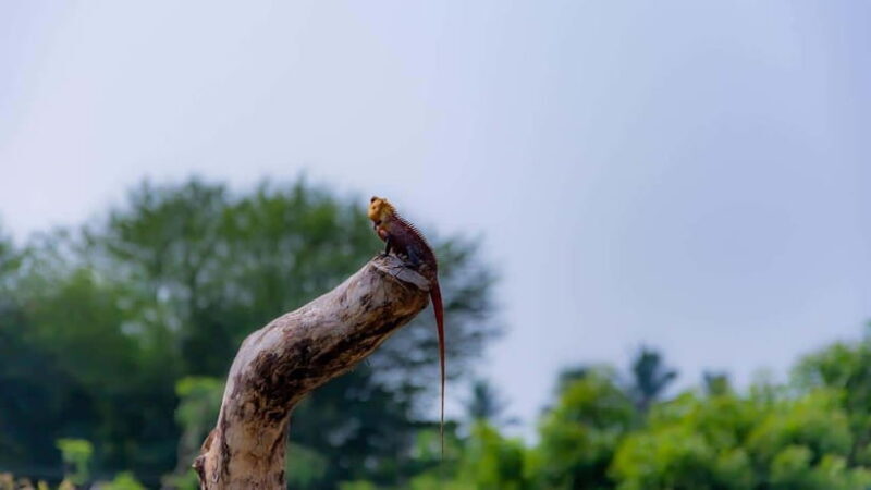 Sri Lanka: 6-Day Wildlife Safari Private Tour - FAQ