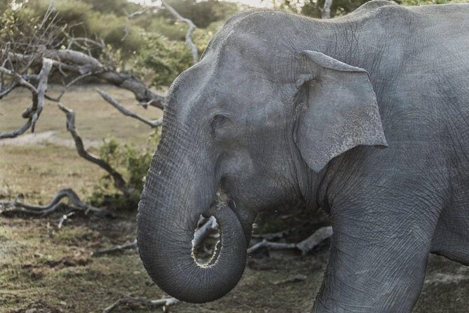 Sri Lanka 7 Days Tour Package South Coast & Highlands - Key Points