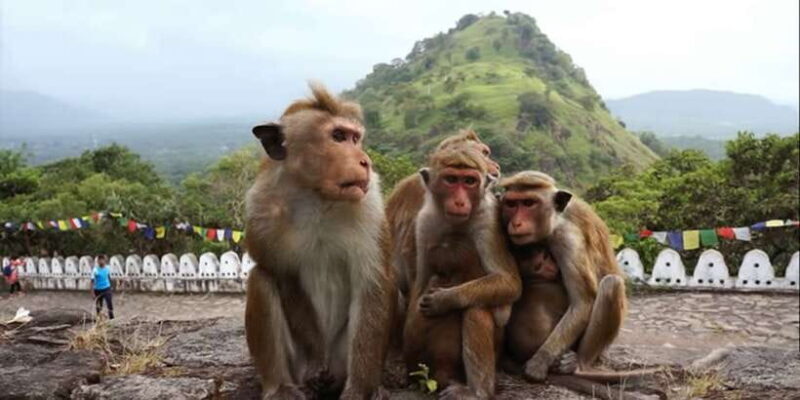 Sri Lanka Bentota: Day Trip to Sigiriya and Dambulla Temple - Final Thoughts