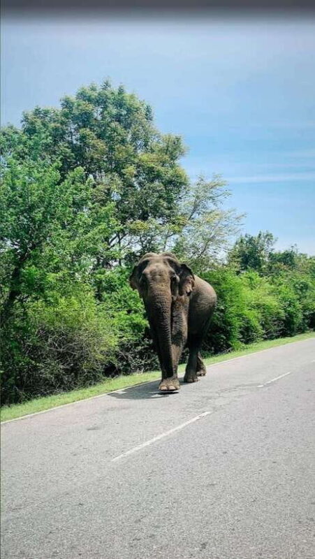 Sri Lanka / Bentota: Motorbike sightseeing tours - Who Will Love This Tour?