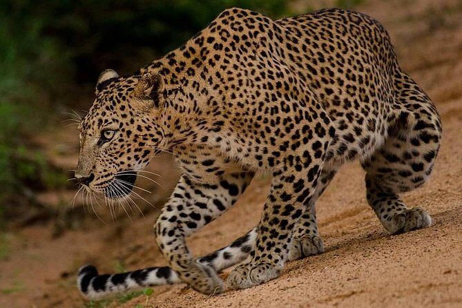 Sri Lanka budget tour package 8 days with driver,vehicle and H/B accommodations. - A Deep Dive into the Sri Lanka Budget Tour