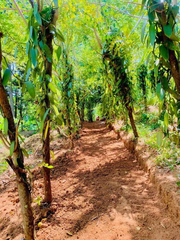 Sri Lanka: Ceylon Cinnamon Experience & Spice Garden Tour - Key Points