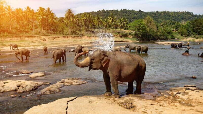 Sri Lanka : Day Tour to Pinnawala Elephant Orphanage & Zoo - Who should consider this tour?