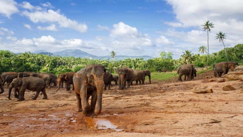 Sri Lanka : Day Tour to Pinnawala Elephant Orphanage & Zoo - Frequently Asked Questions (FAQs)