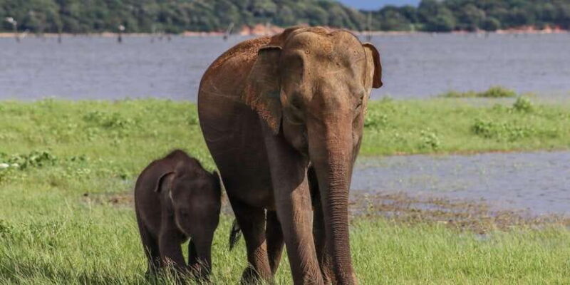 Sri Lanka: Elephant Safari Adventure with Hotel Pickup - Key Points