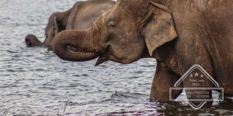 Sri Lanka: Elephant Safari Adventure with Hotel Pickup - Why This Tour Offers Great Value