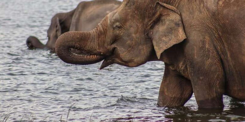 Sri Lanka: Elephant Safari Adventure with Hotel Pickup - The Sum Up