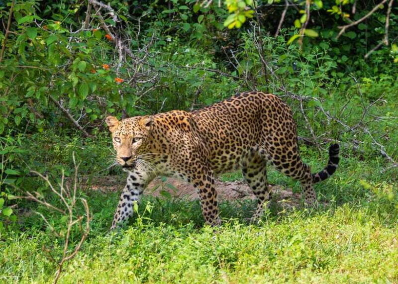 Sri Lanka Green Bless- 2-day Private Trip To Enjoy Nature - Final Thoughts: Is It Worth It?