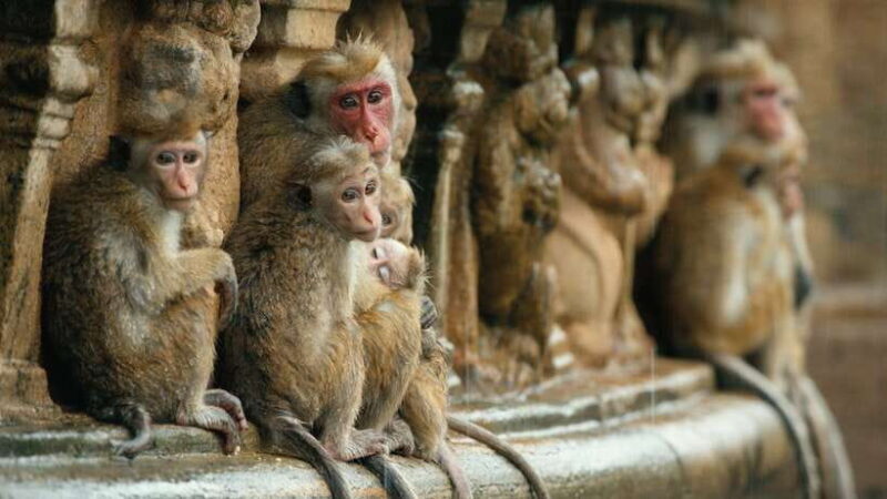 Sri Lanka Heritage Sites: 6-Day Private Guided Tour - Who Should Consider This Tour?