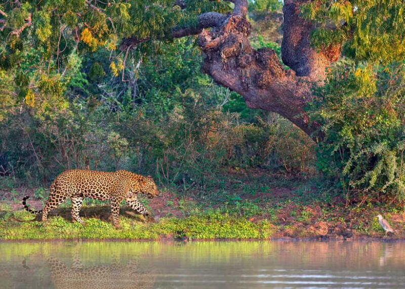 Sri Lanka: History ,Wildlife, Beaches, 7 Days Private Tour - Practical Details and Value