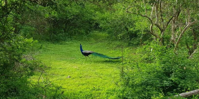 Sri Lanka Nature, culture, history and wildlife in 4 days - FAQ