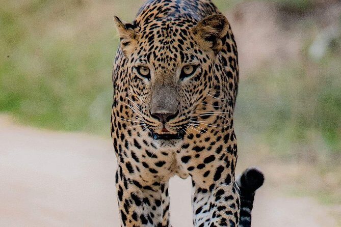 Sri Lanka private tour package 9 night 10 Day with driver+vehicle+accommodations - Scenic Tea Country and Natural Wonders