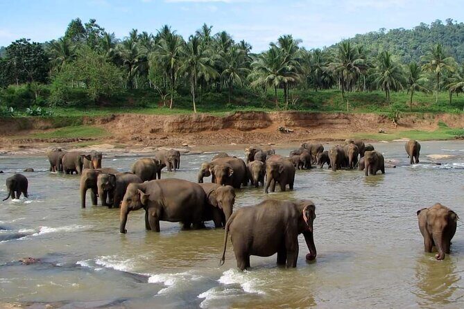Sri Lanka Private Tour with Driver Flexible Dates & Itinerary - A Deep Dive into the Sri Lanka Private Tour with Driver