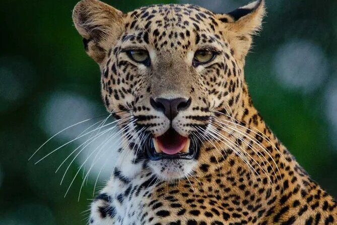 Sri Lanka Round Tour-Sigiriya, Ella Train Ride Safari Adventure - Key Points