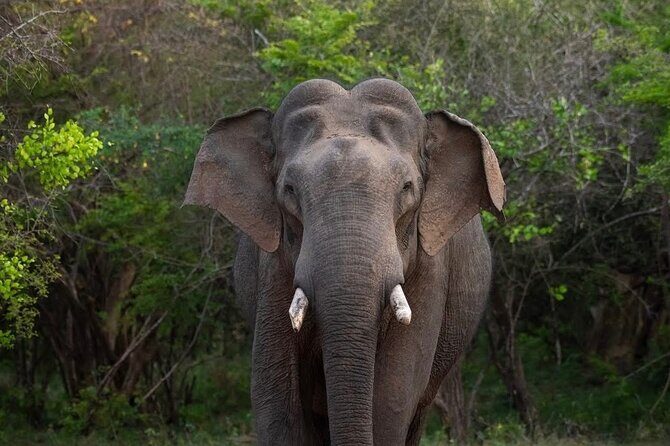 Sri Lanka Round Tour-Sigiriya, Ella Train Ride Safari Adventure - What Travelers Say