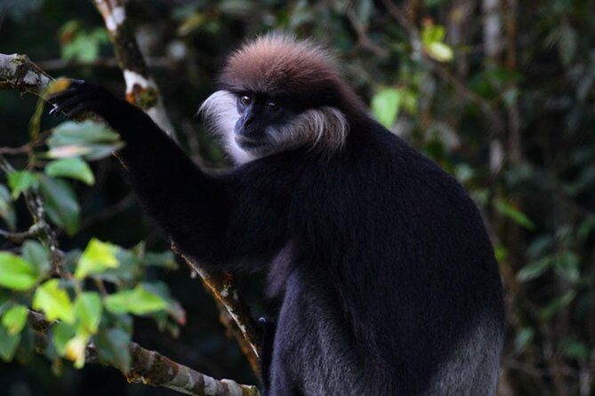 Sri Lanka Sinharaja Rain Forest Tour with Transport - Key Points