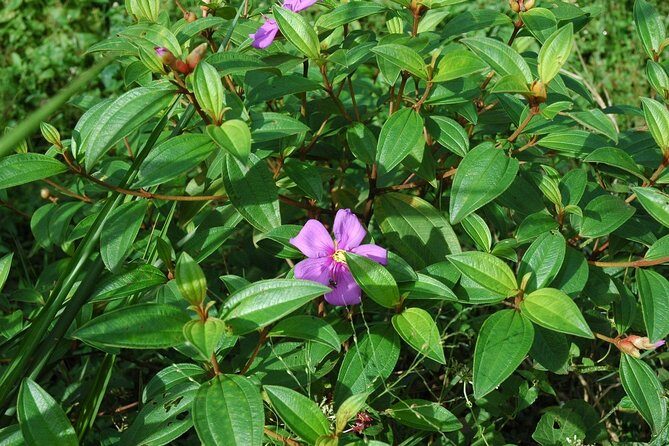 Sri Lanka Sinharaja Rain Forest Tour with Transport - Who Will Love This Tour?