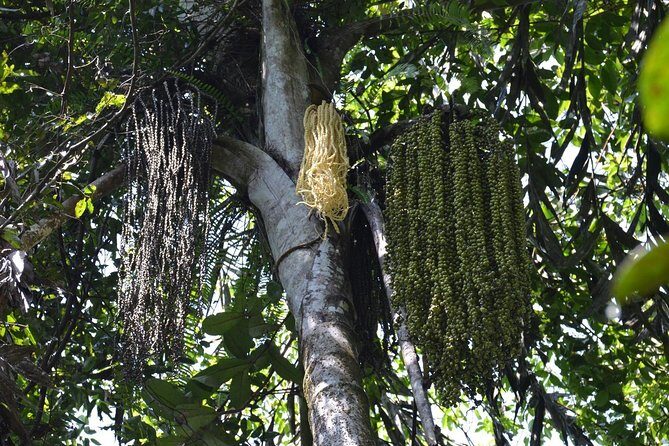 Sri Lanka Sinharaja Rain Forest Tour with Transport - FAQs