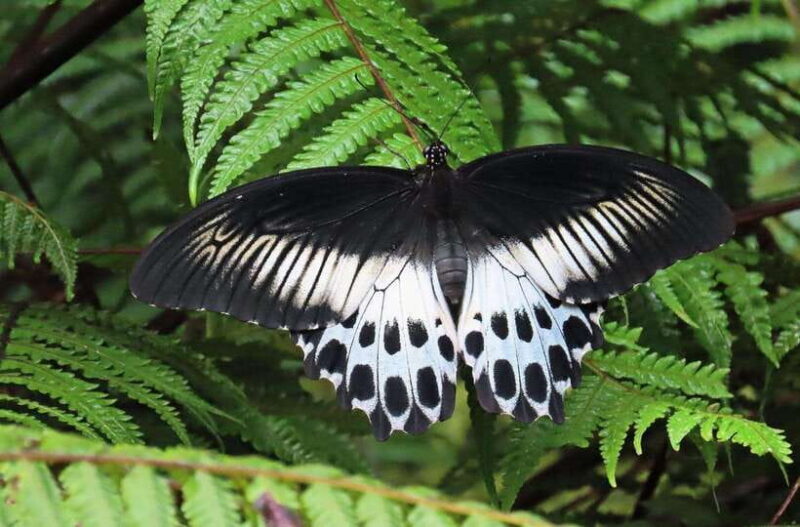 Sri Lanka : Sinharaja Rainforest Guided Trek with Pickup - Key Points