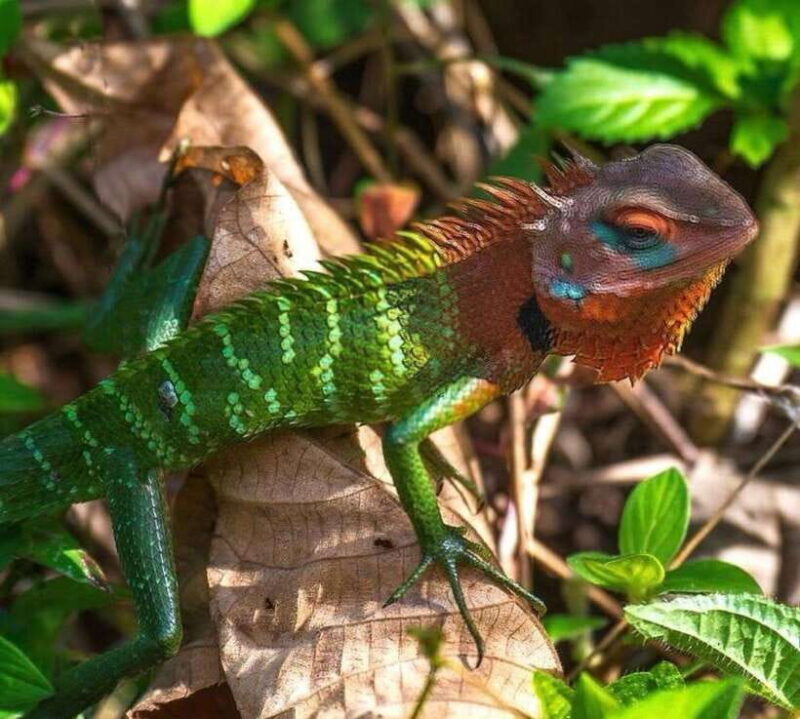 Sri Lanka : Sinharaja Rainforest Guided Trek with Pickup - What Makes This Tour Stand Out?