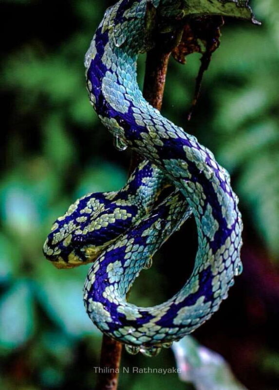 Sri Lanka : Sinharaja Rainforest Guided Trek with Pickup - The Sum Up