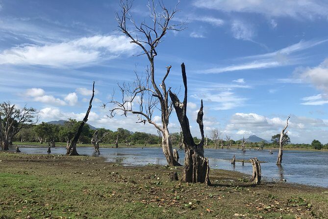 Sri Lanka tours 12-Day wildlife Tour with driver,Car or Van and accommodations - Days 9-10: Whales and Beachside Leisure