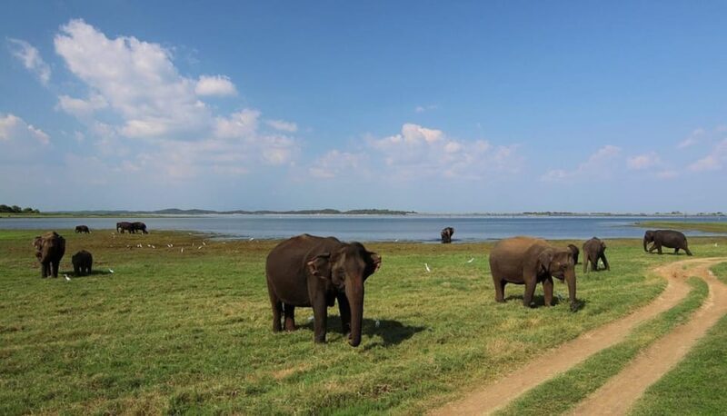 Sri Lanka: Wildlife Wonders Of Sri Lanka Private 5-day Tour - FAQ