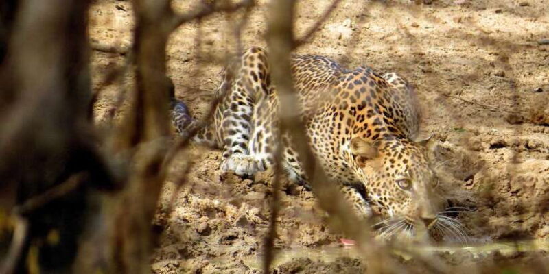 Sri Lanka: Yala National Park Private Safari - Sri Lanka: Yala National Park Private Safari — A Detailed Review