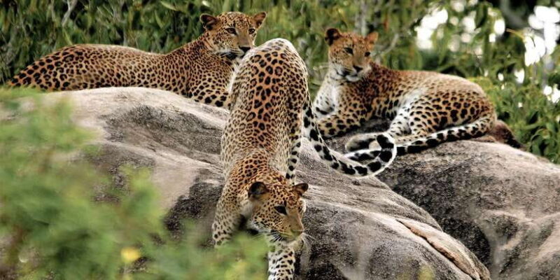 Sri Lanka: Yala National Park Private Safari - Key Points