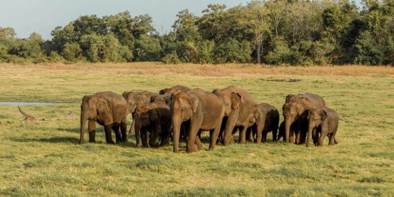 Sri Lanka: Yala National Park Private Safari - Why This Tour is a Great Choice