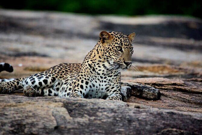 Sri Lanka Yala Wildlife Safari Tours - Experience the Wild Side of Sri Lanka with Yala Wildlife Safari Tours
